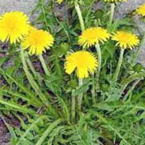 زهور البابونج للاسترخاء