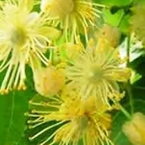 فوائد التيليو 