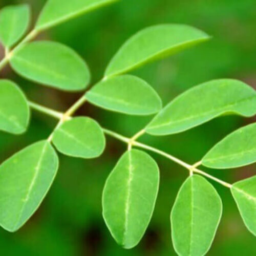 فوائد المورينجا