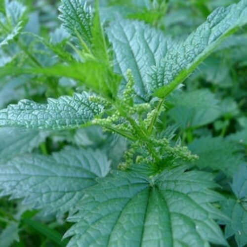 ورق القراص ومشاكل الشعر